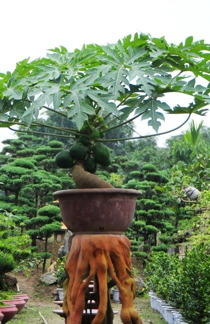 Đu đủ bonsai đếm quả ra tiền hút khách dịp tết
