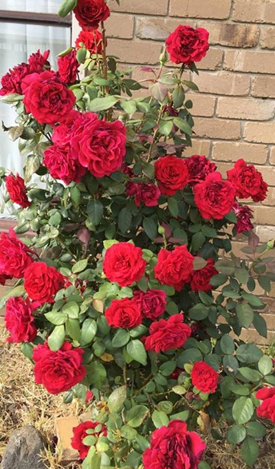 Gia đình có cây hoa hồng trăm bông và giàn nho trĩu quả