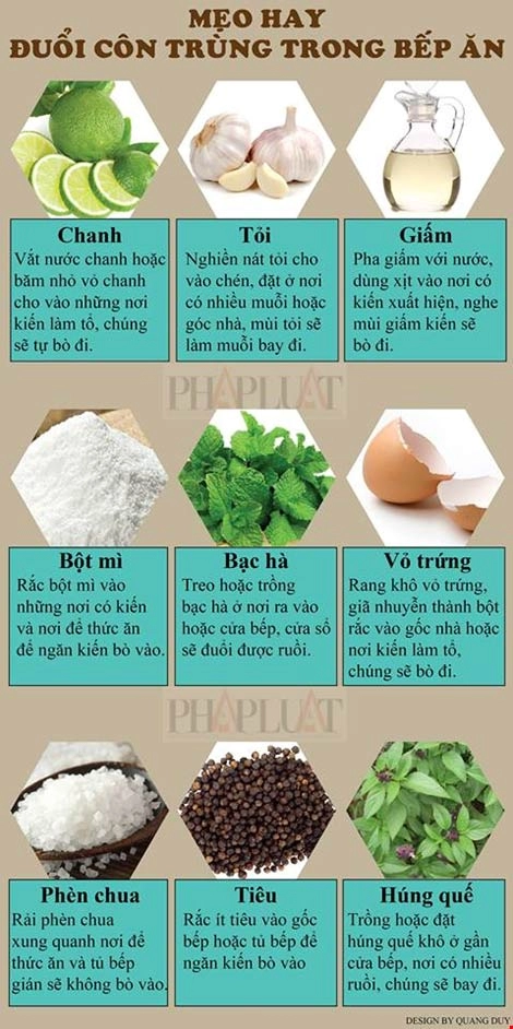 Infographic mẹo hay đuổi côn trùng trong bếp ăn