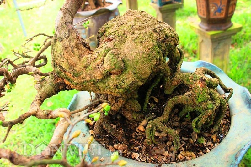 Mãn nhãn ngắm vẻ đẹp hút mắt của gốc mai bonsai bình định