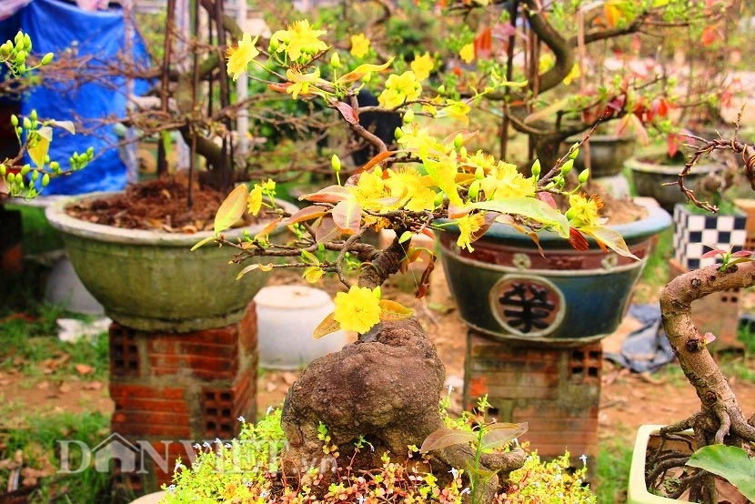 Mãn nhãn ngắm vẻ đẹp hút mắt của gốc mai bonsai bình định