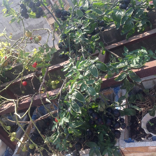Mẹ 3 con trồng cà chua đen trĩu vườn sân thượng