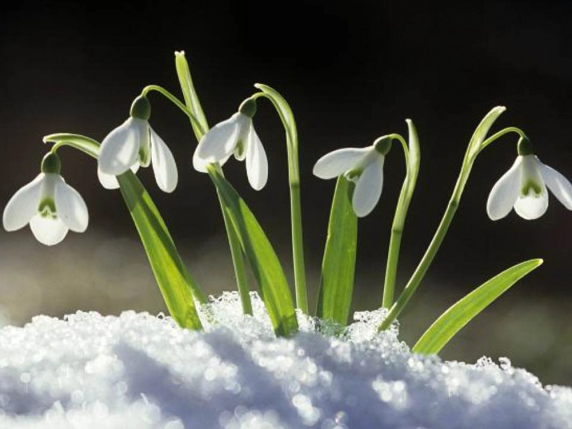 Ngắm hoa tuyết điểm - biểu tượng mùa xuân sang