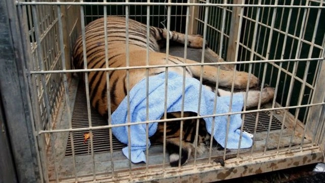 Ngôi chùa nuôi 137 con hổ dữ ở thái lan
