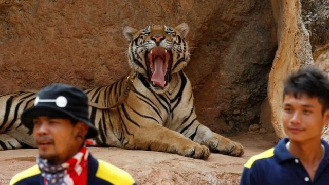 Ngôi chùa nuôi 137 con hổ dữ ở thái lan
