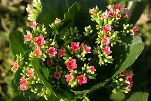 Những chậu hoa nở đẹp cả tháng tết