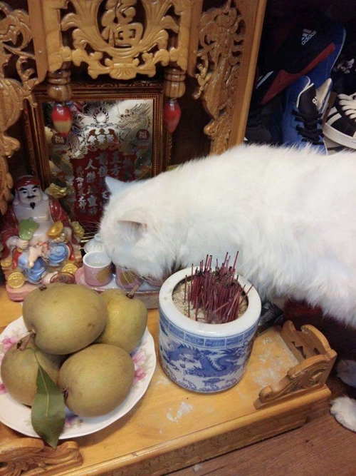 Những chú mèo thích trèo bàn thờ buôn hoa quả