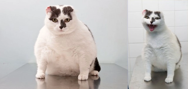 Những siêu sao giảm cân trong thế giới chó mèo