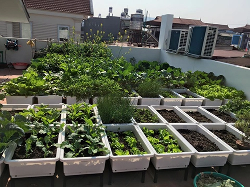 Sân thượng trống trơn thành vườn rau xanh mướt sau 3 tháng