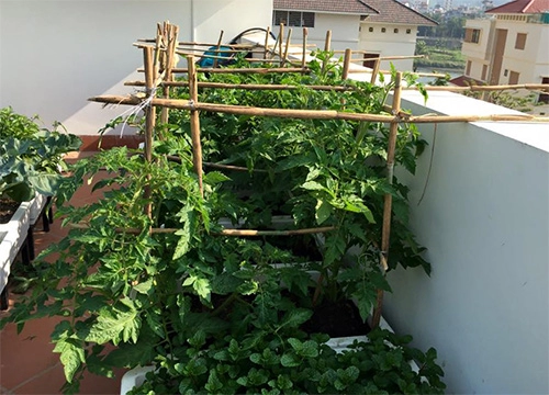 Sân thượng trống trơn thành vườn rau xanh mướt sau 3 tháng