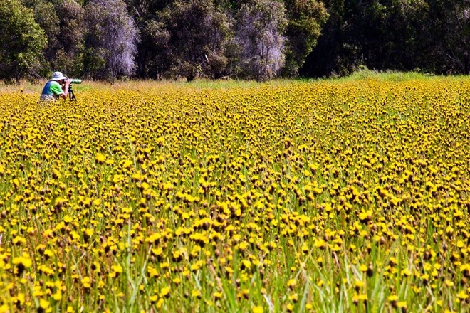 Thảm hoa vàng khổng lồ ở vườn quốc gia tràm chim