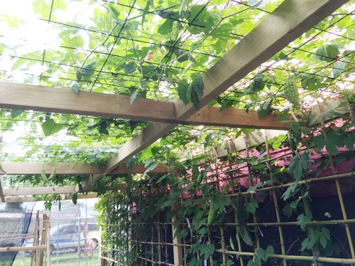 Vườn cây đủ loại rau của gia đình việt ở new zealand