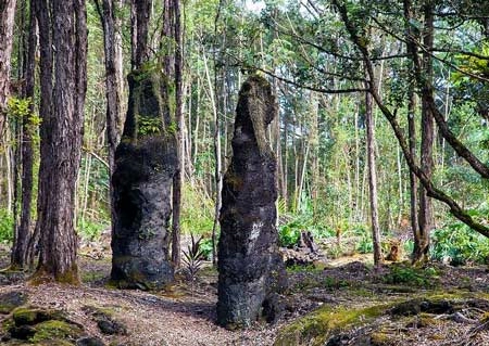 Khám phá rừng cây nham thạch độc đáo ở hawaii