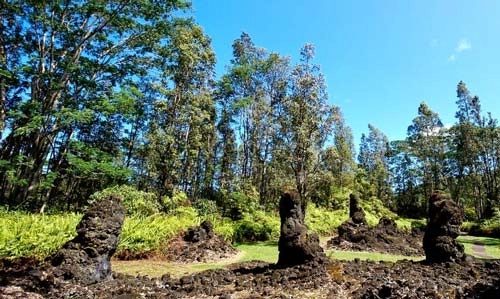 Khám phá rừng cây nham thạch độc đáo ở hawaii