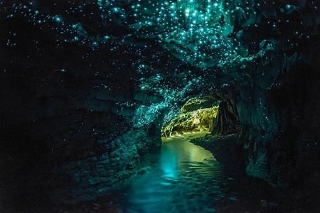 Kỳ thú hang động đom đóm ở new zealand