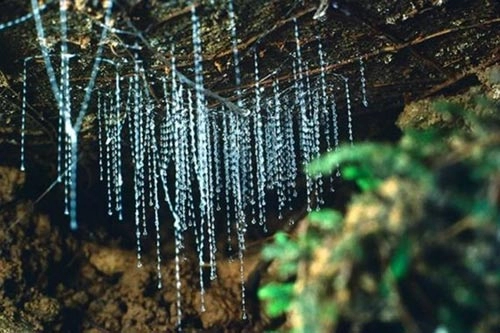 Kỳ thú hang động đom đóm ở new zealand