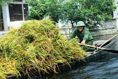 Tam cốc bích động đẹp rực rỡ mùa lúa chín