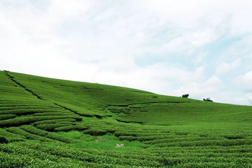 Trôi trên những sóng chè mộc châu