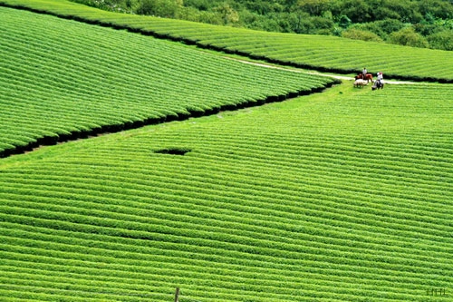 Trôi trên những sóng chè mộc châu