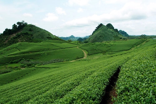 Trôi trên những sóng chè mộc châu