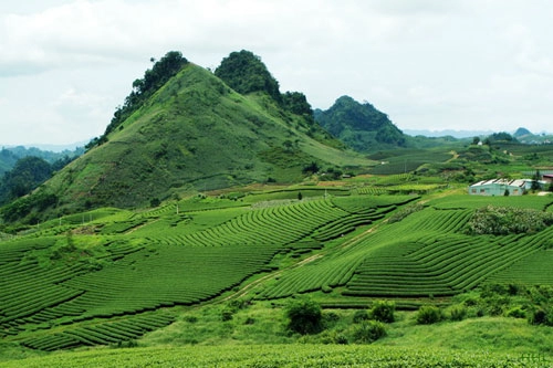 Trôi trên những sóng chè mộc châu