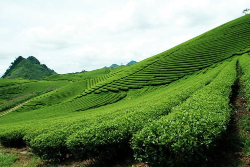 Trôi trên những sóng chè mộc châu