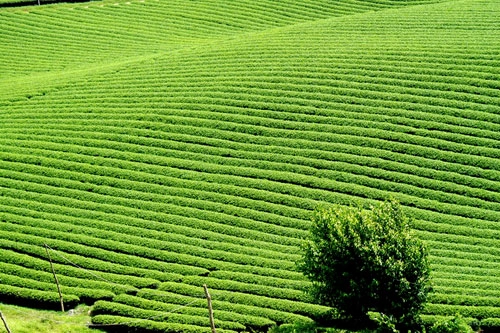 Trôi trên những sóng chè mộc châu