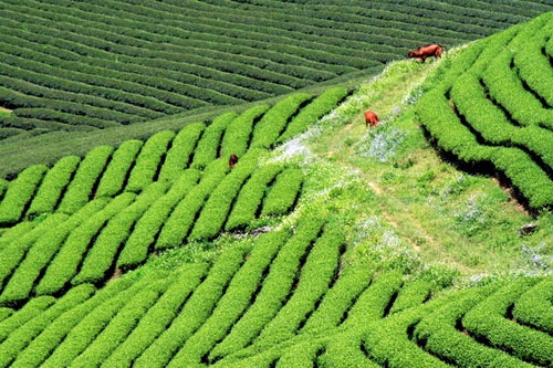 Trôi trên những sóng chè mộc châu