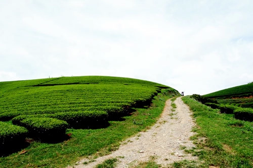 Trôi trên những sóng chè mộc châu