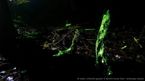 Kỳ lạ khu rừng phát sáng trong đêm ở ấn độ