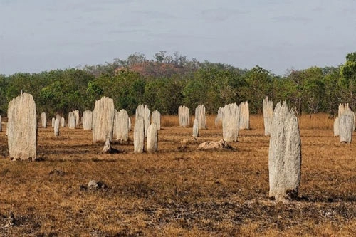 Nghĩa địa mối khổng lồ ở australia