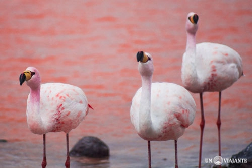 Bí ẩn hồ nước màu hồng hấp dẫn hàng ngàn khách du lịch
