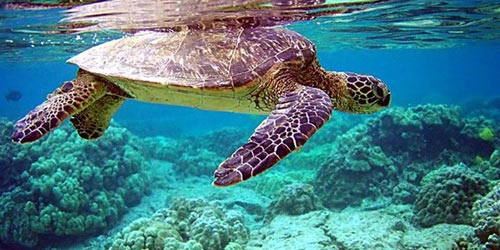 Côn đảo mùa rùa con rộn ràng về với biển