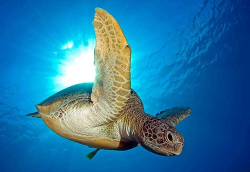 Côn đảo mùa rùa con rộn ràng về với biển