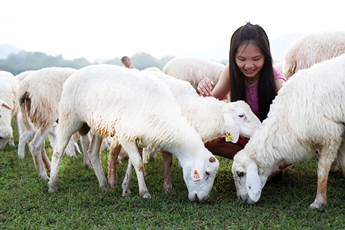 Đồng cừu ở bà rịa - vũng tàu đẹp mơ màng giữa núi rừng