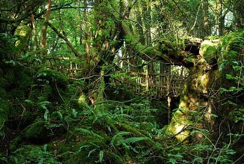Khu rừng mê cung bí hiểm ở anh quốc