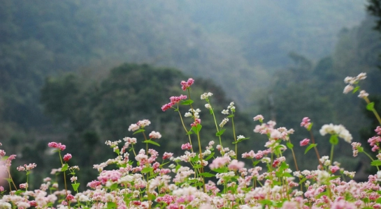 Mùa hoa tam giác mạch trên cao nguyên đá hà giang