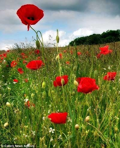Những cánh đồng hoa tuyệt đẹp ở nước anh