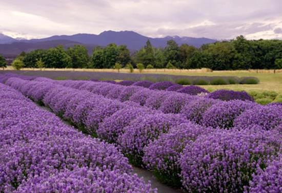 Nước pháp tháng 6 rợp trời lavender