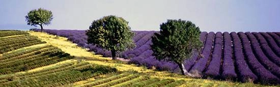 Nước pháp tháng 6 rợp trời lavender
