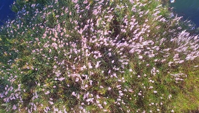 Bức tranh tuyệt tác mang tên hoa cỏ lau bên dòng trà khúc