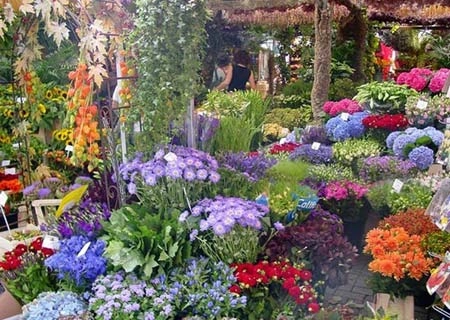 Chợ hoa nổi duy nhất trên thế giới tại amsterdam