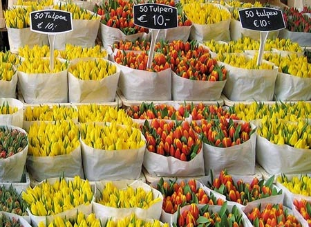 Chợ hoa nổi duy nhất trên thế giới tại amsterdam
