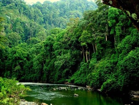 Đẹp mê mẩn những khu rừng nhiệt đới xanh mướt