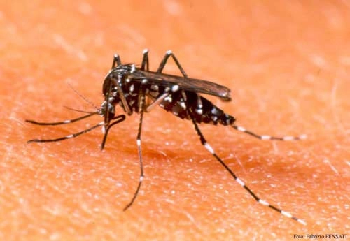 Hà nội xuất hiện chùm ca sốt xuất huyết đầu tiên trong năm