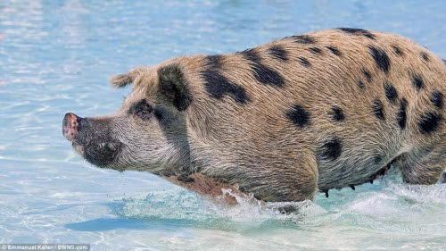 Khám phá thiên đường của lợn hoang ở bahamas
