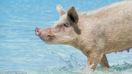 Khám phá thiên đường của lợn hoang ở bahamas