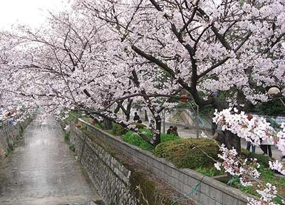 Ngắm mùa hoa nở rộ trên hòn đảo jeju