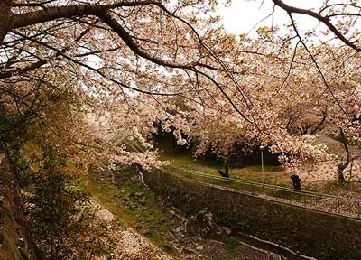 Ngắm mùa hoa nở rộ trên hòn đảo jeju