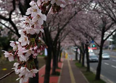 Ngắm mùa hoa nở rộ trên hòn đảo jeju